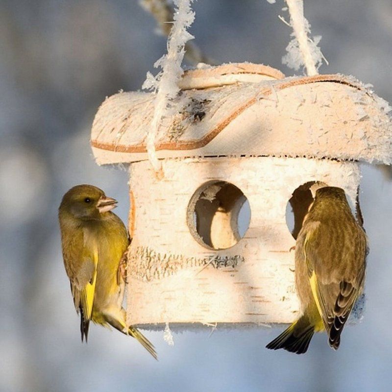 Bird Feeder Bird Feeder
