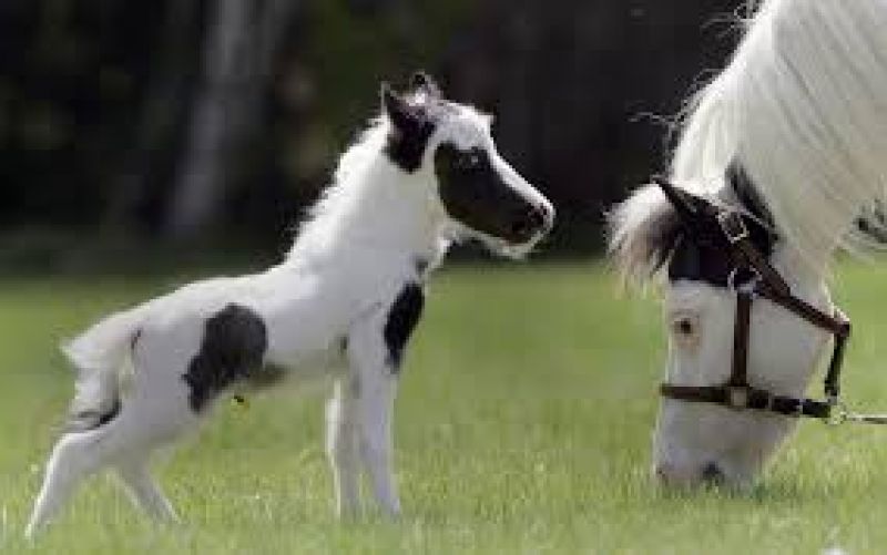 World Smallest Horse