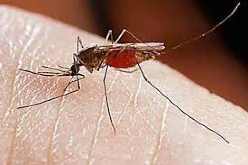 Mosquitoes Mosquitoes