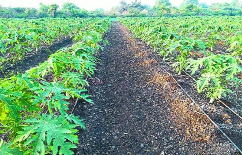 Papaya Farming