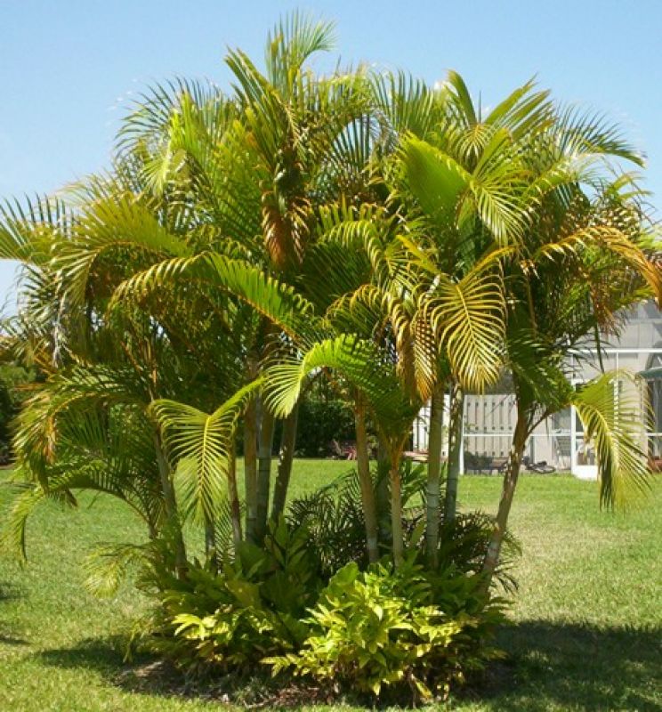 Areca palm