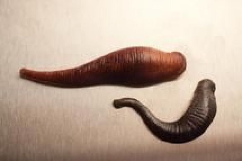 2-leeches
