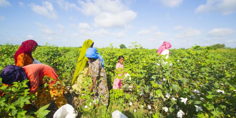 Cotton Farming Cotton Farming