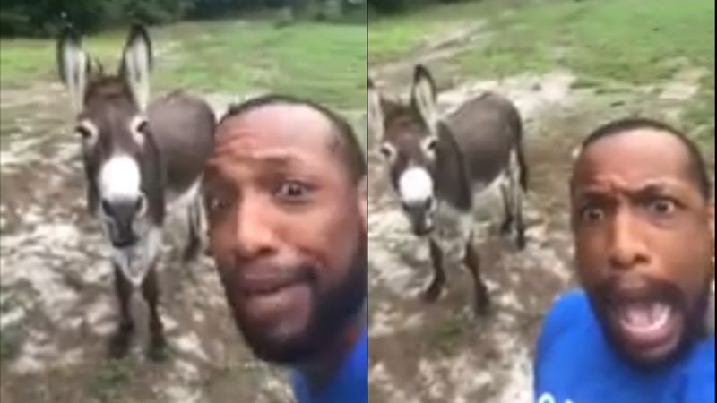 donkey sing a the lion king theme song with his owner video viral