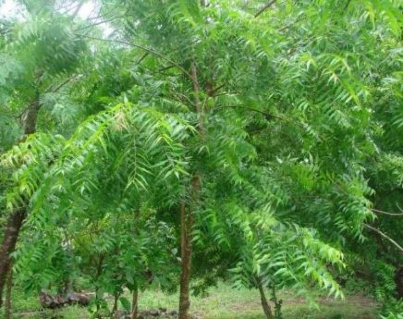 Neem Neem