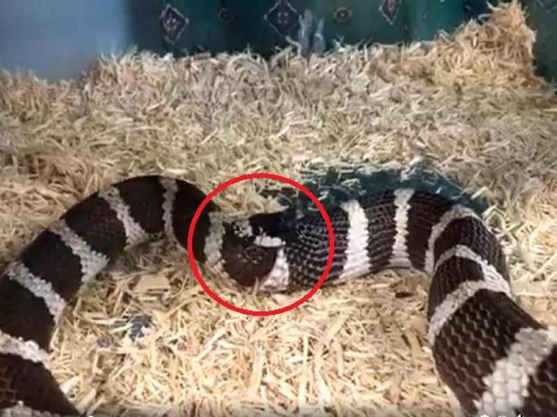 Hungry Snake Eaten Half His Body Video is going viral