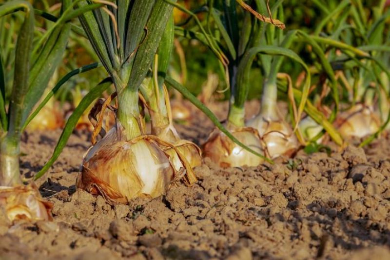 Onion Cultivation 