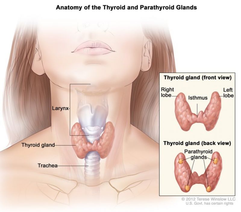 thyroid disease