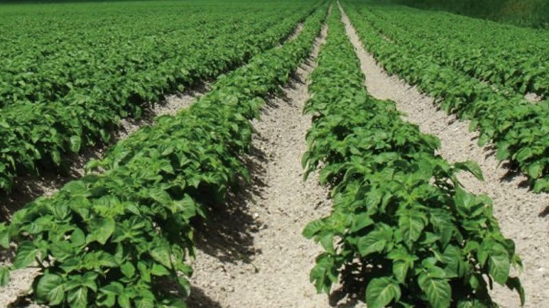 Vegetables Vegetables