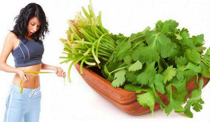 Coriander For Fat Loss Coriander For Fat Loss