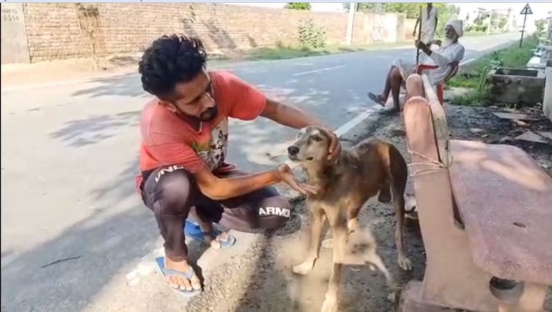 This dog became an example of loyalty 