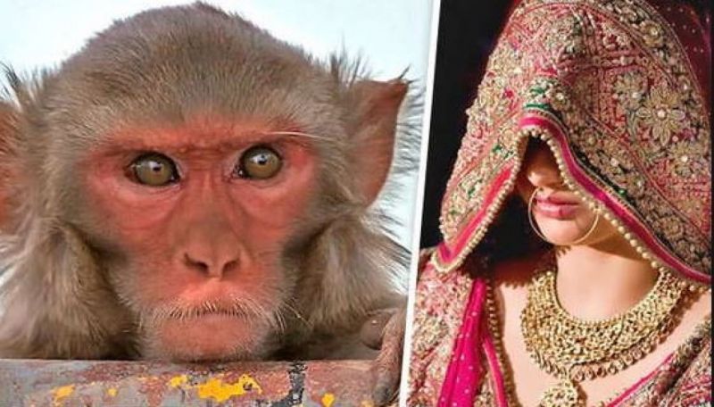 Ratanpur Bihar Monkey girl wedding