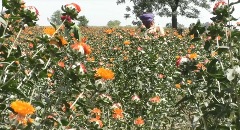 Saffron farming