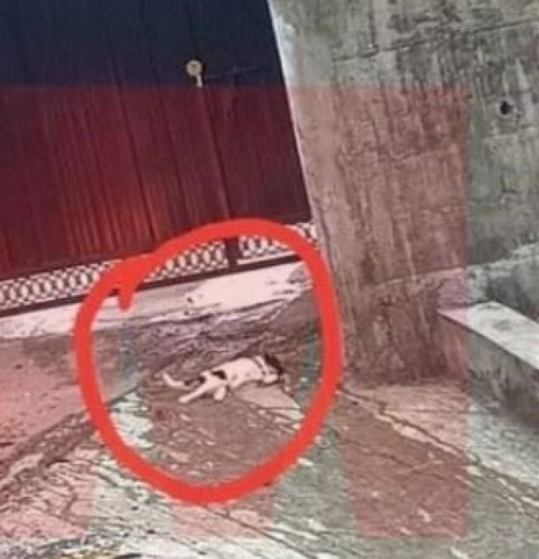 killed a puppy in front of the residence gate.