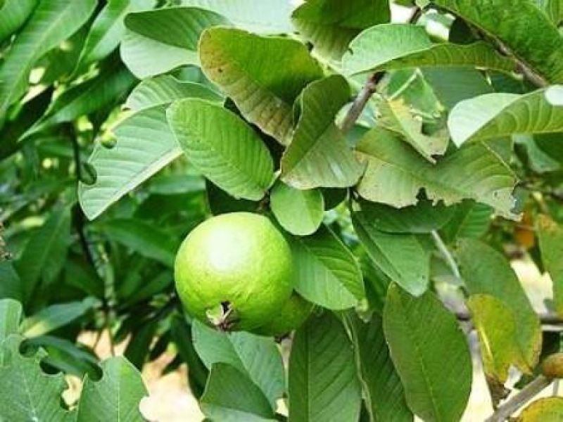 Safeda Guava Cultivation 