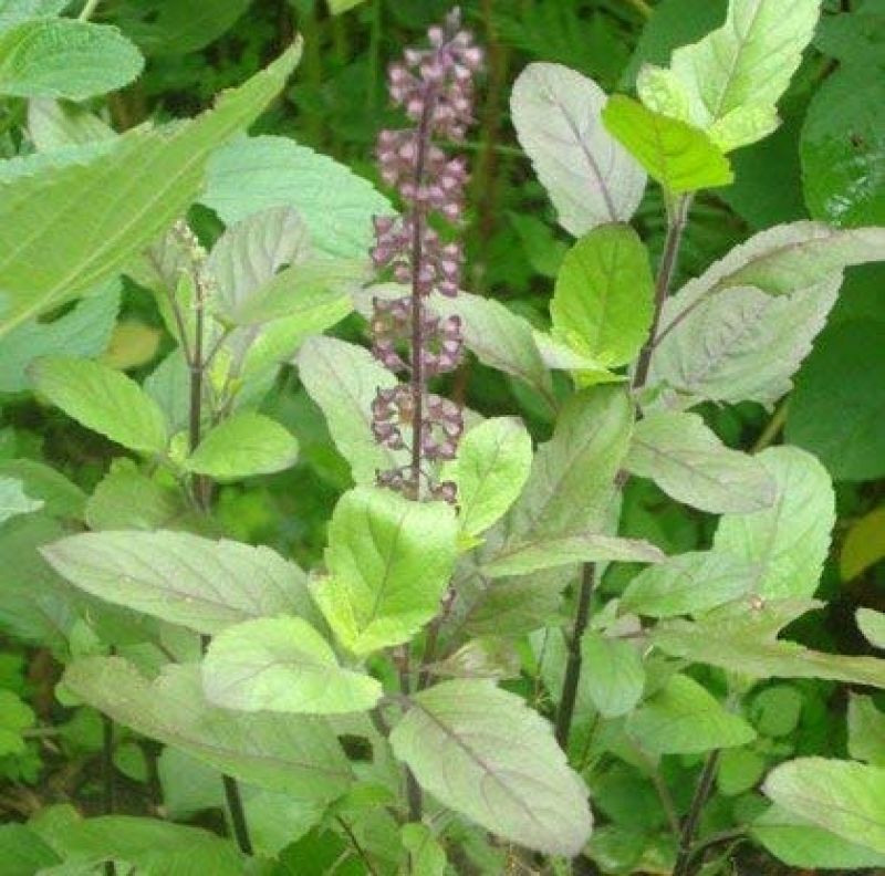  Tulsi