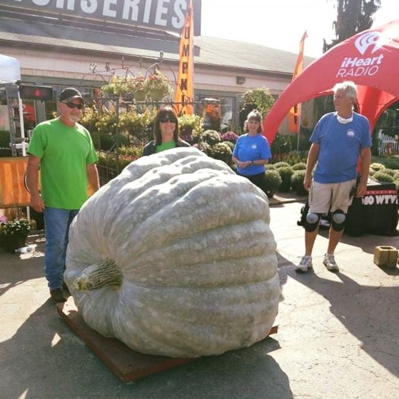  World's largest pumpkin