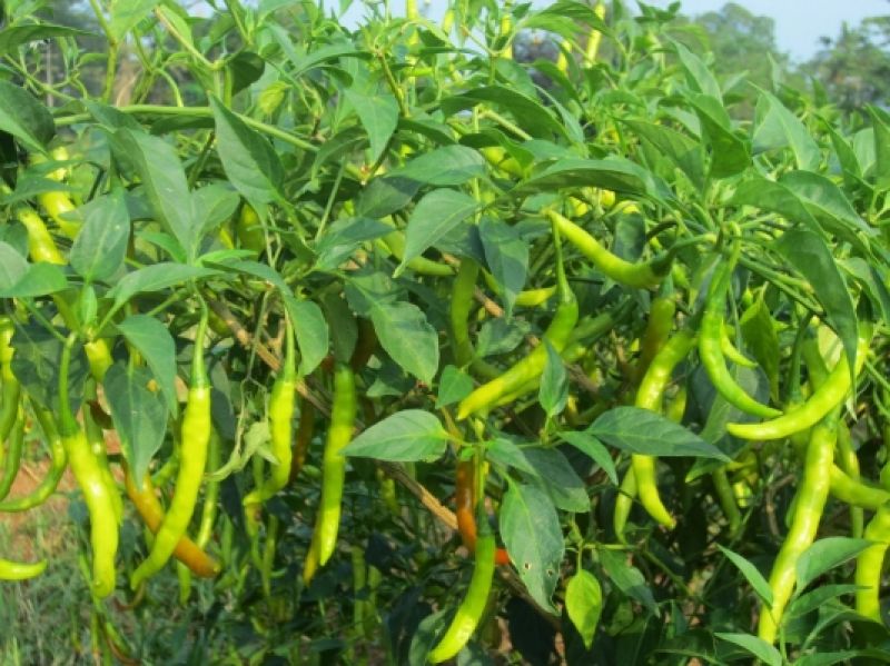Chilli Crop