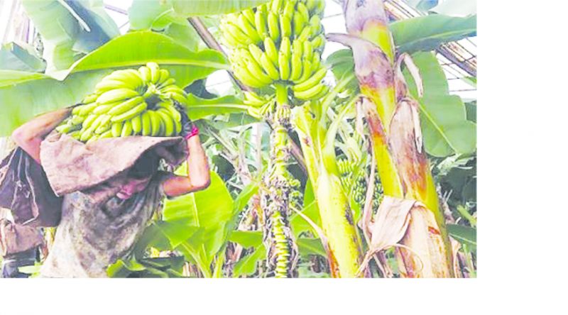 70 kg of bananas fell on the head of the laborer 70 kg of bananas fell on the head of the laborer