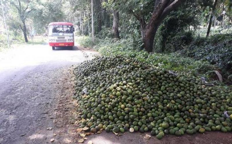  Karnataka farmers dump tonnes of mangoes on roadside as prices fall