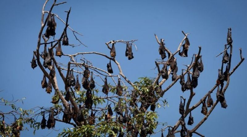 Bats Vaishali Bihar Bats Vaishali Bihar