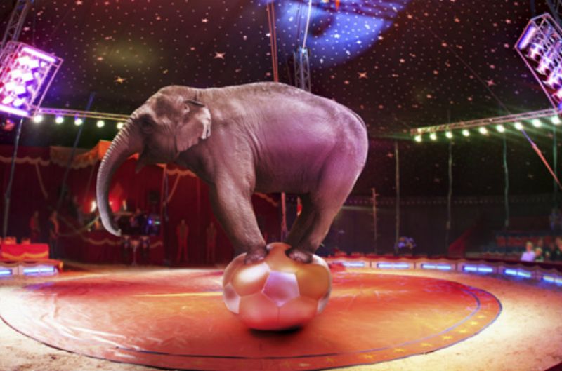Circus