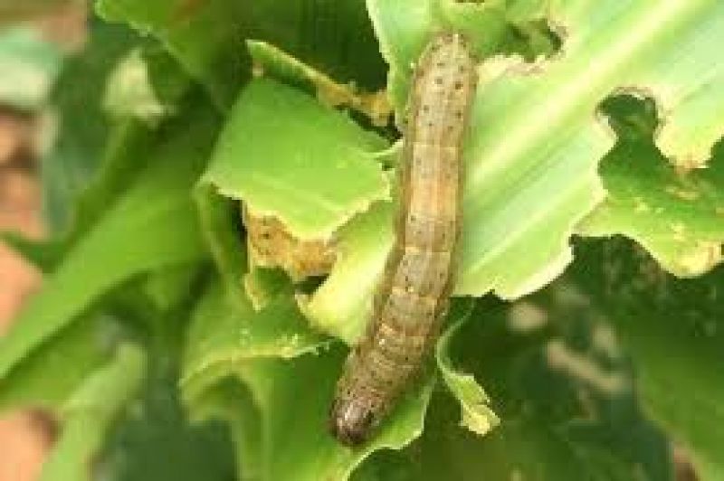 Fall armyworm