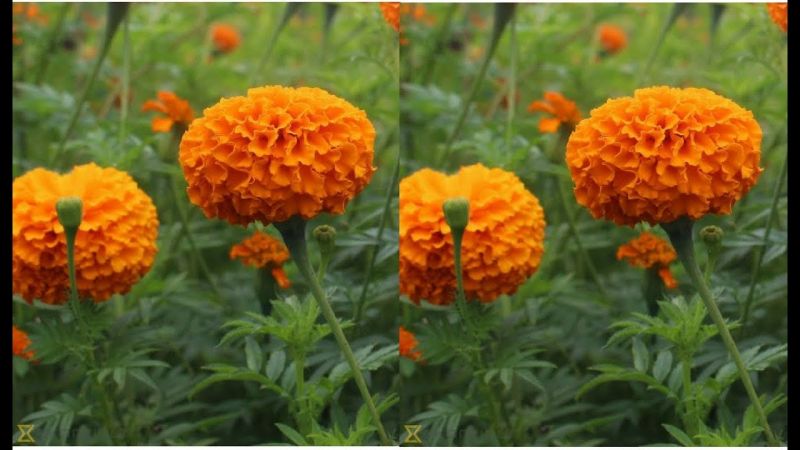 Marigold Flower Cultivation
