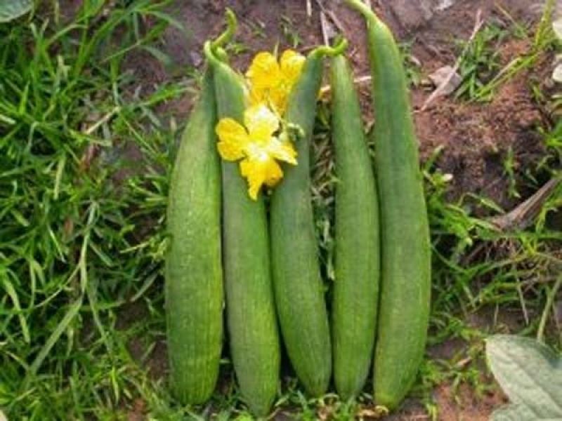 Luffa is useful in summer