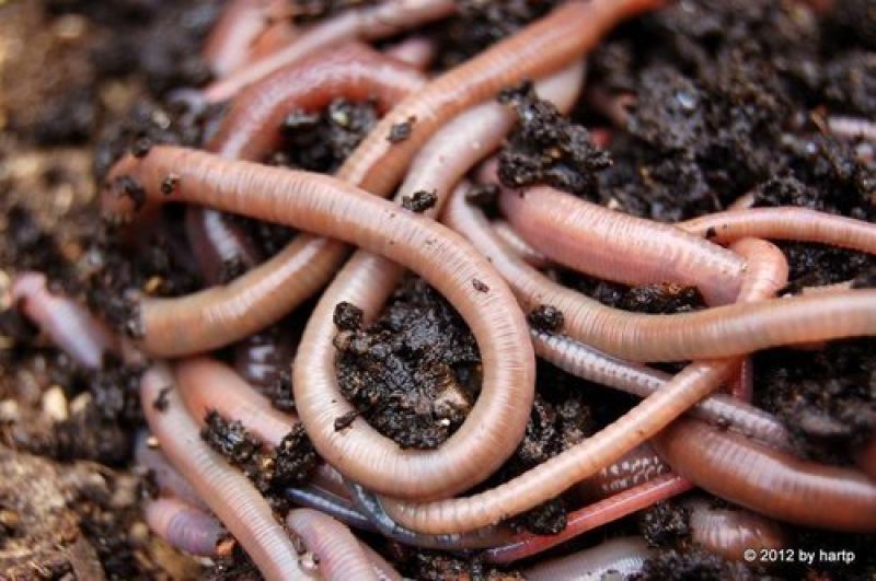 Earth worms fertilizer