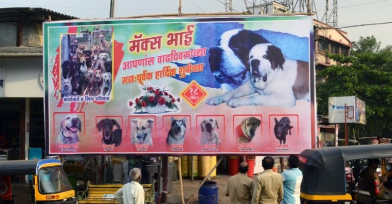  hoarding for dog's birthday