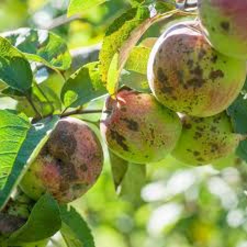  Prevention of diseases of fruit and deciduous plants