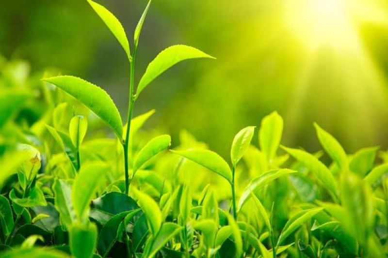 Tea industry not expecting subsidies: Vice President Tea Board Tea industry not expecting subsidies: Vice President Tea Board