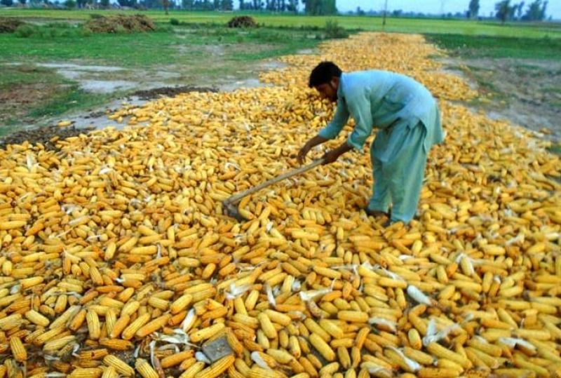 Corn Farming