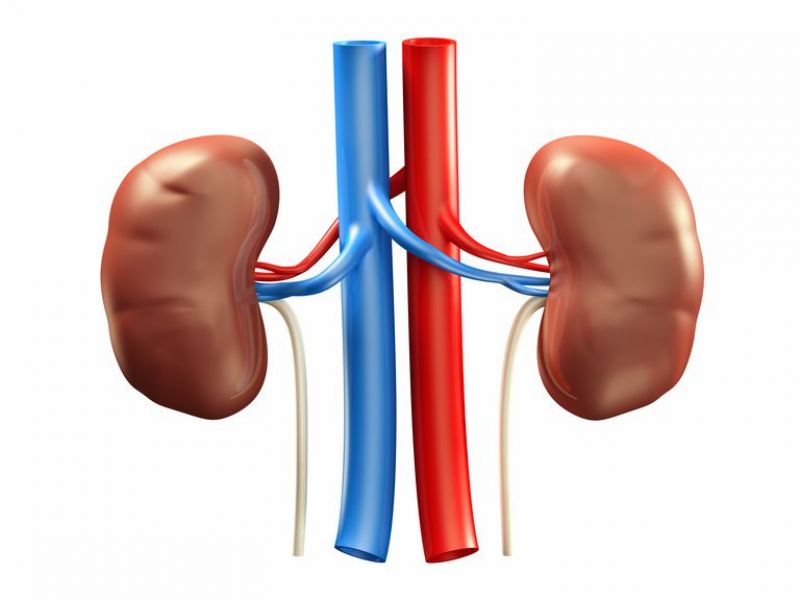 Kidney 