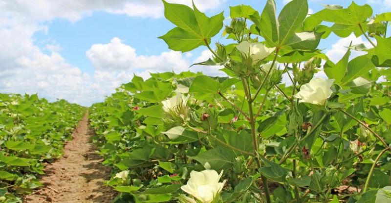 cotton crop