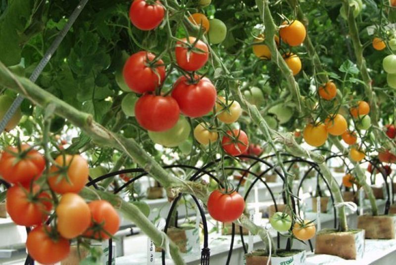  Tomato cultivation 