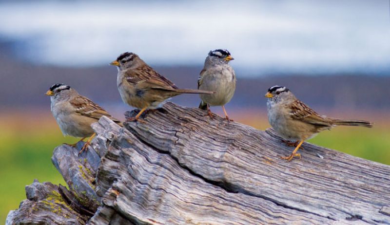 sparrows in evening