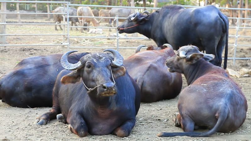 After Humans Animal get Unique Identity Number