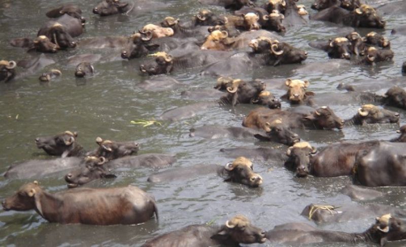 Buffaloes