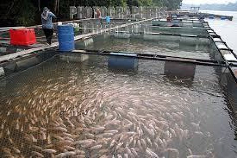 fish farm