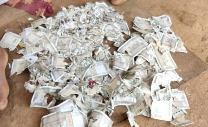 The farmer collected Rs 2 lakh for the surgery but the rats gnawed on him The farmer collected Rs 2 lakh for the surgery but the rats gnawed on him