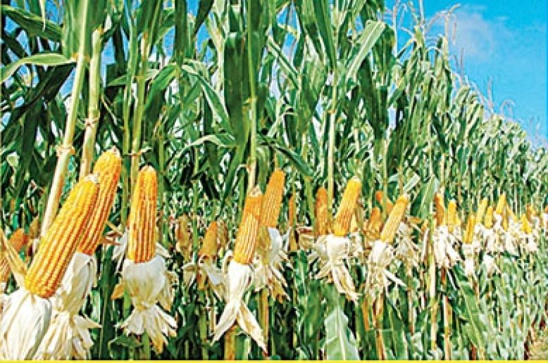 bhutta eat bhutta eat
