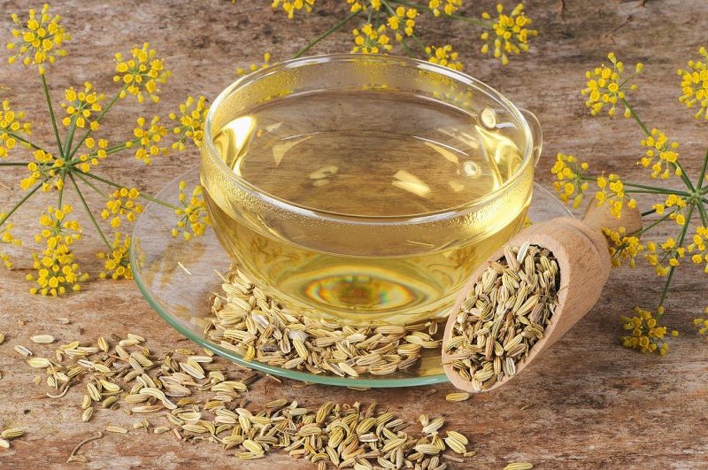 Fennel is good for health Fennel is good for health