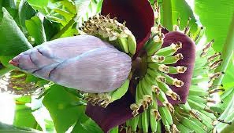 banana  flowers