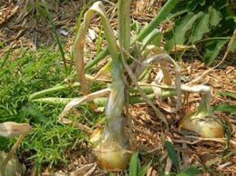 Onion Cultivation 
