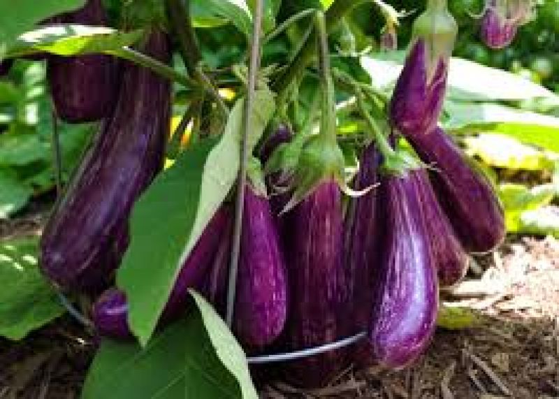  Cultivate Brinjal