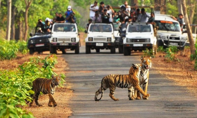 Tiger Reserve