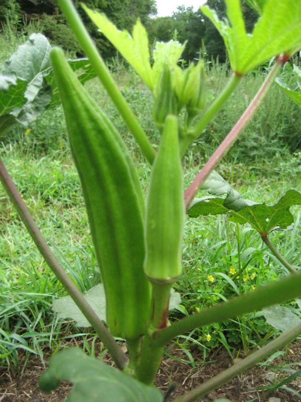 Okra