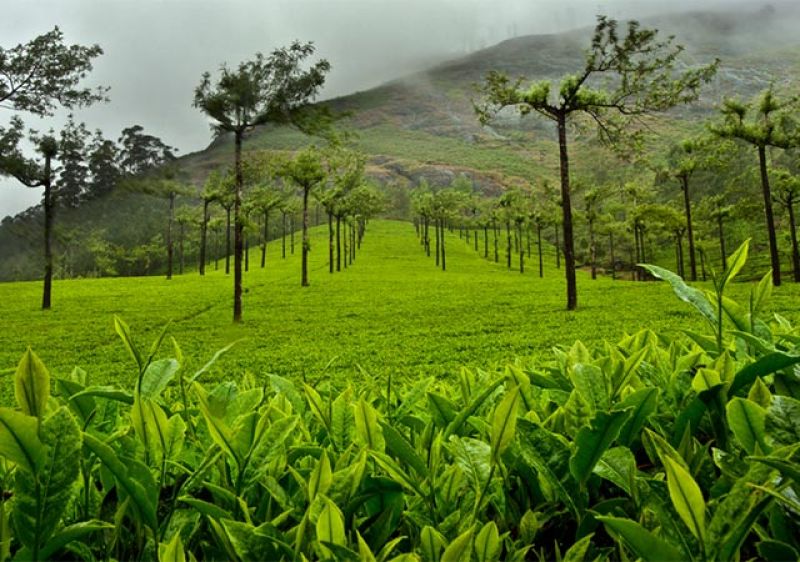 munnar